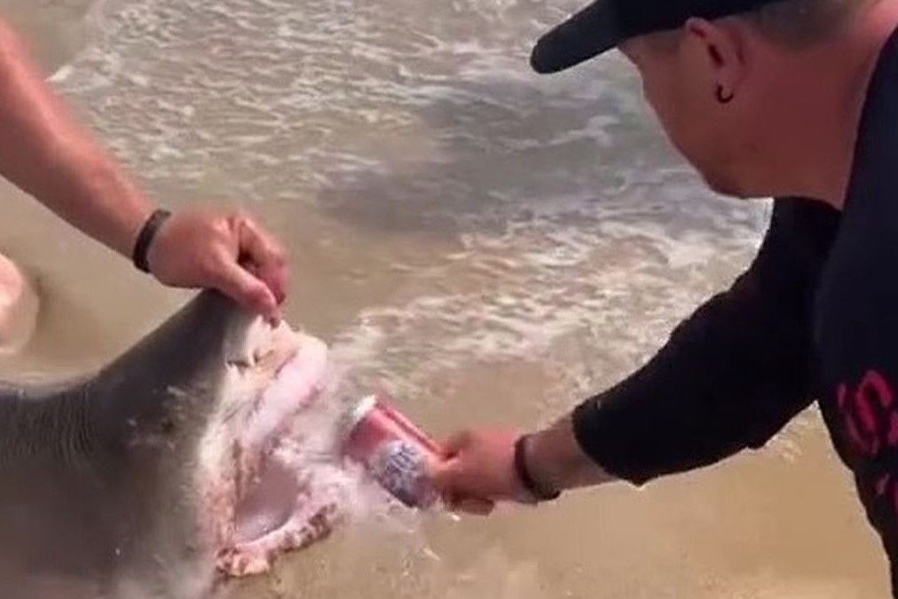 Nguoi dan ong mo bia bang rang ca map o My hinh anh