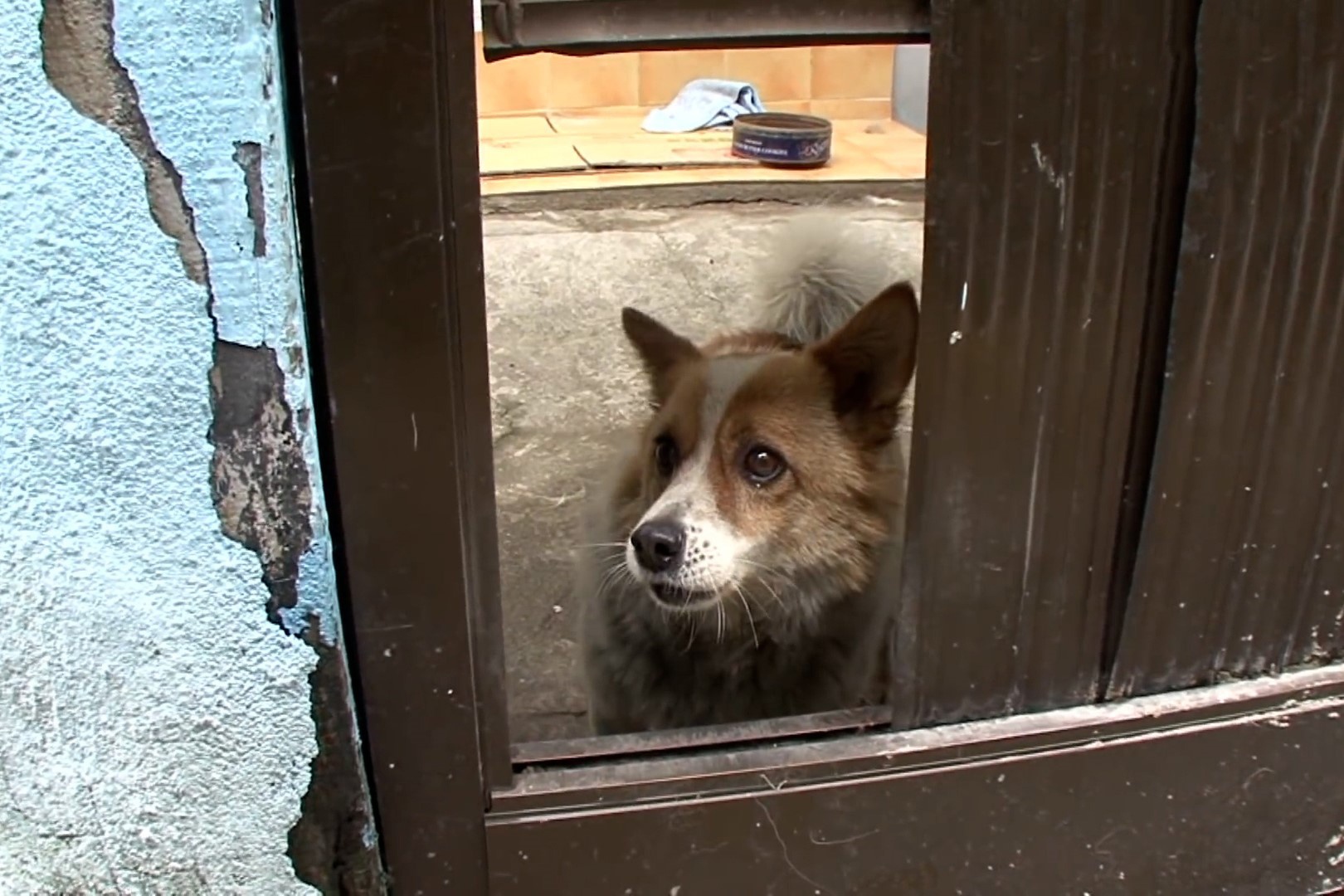 Chu cho doi chu qua co suot 5 nam trong can nha hoang hinh anh