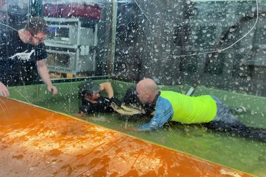 Ong bo dung cam chien dau voi ca sau de cuu nguoi o My hinh anh