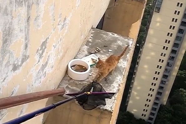 Giai cuu con meo bi mac ket o tang 33 hinh anh