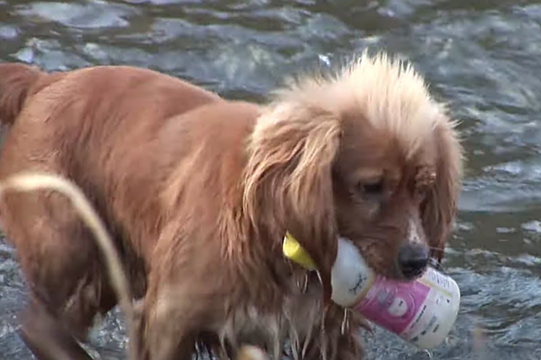 Chu cho thong minh biet nhat rac o Han Quoc hinh anh