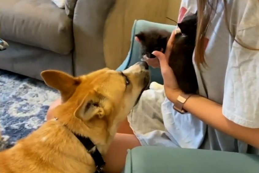 Co gai nuoi them meo de ket ban voi cho cung hinh anh