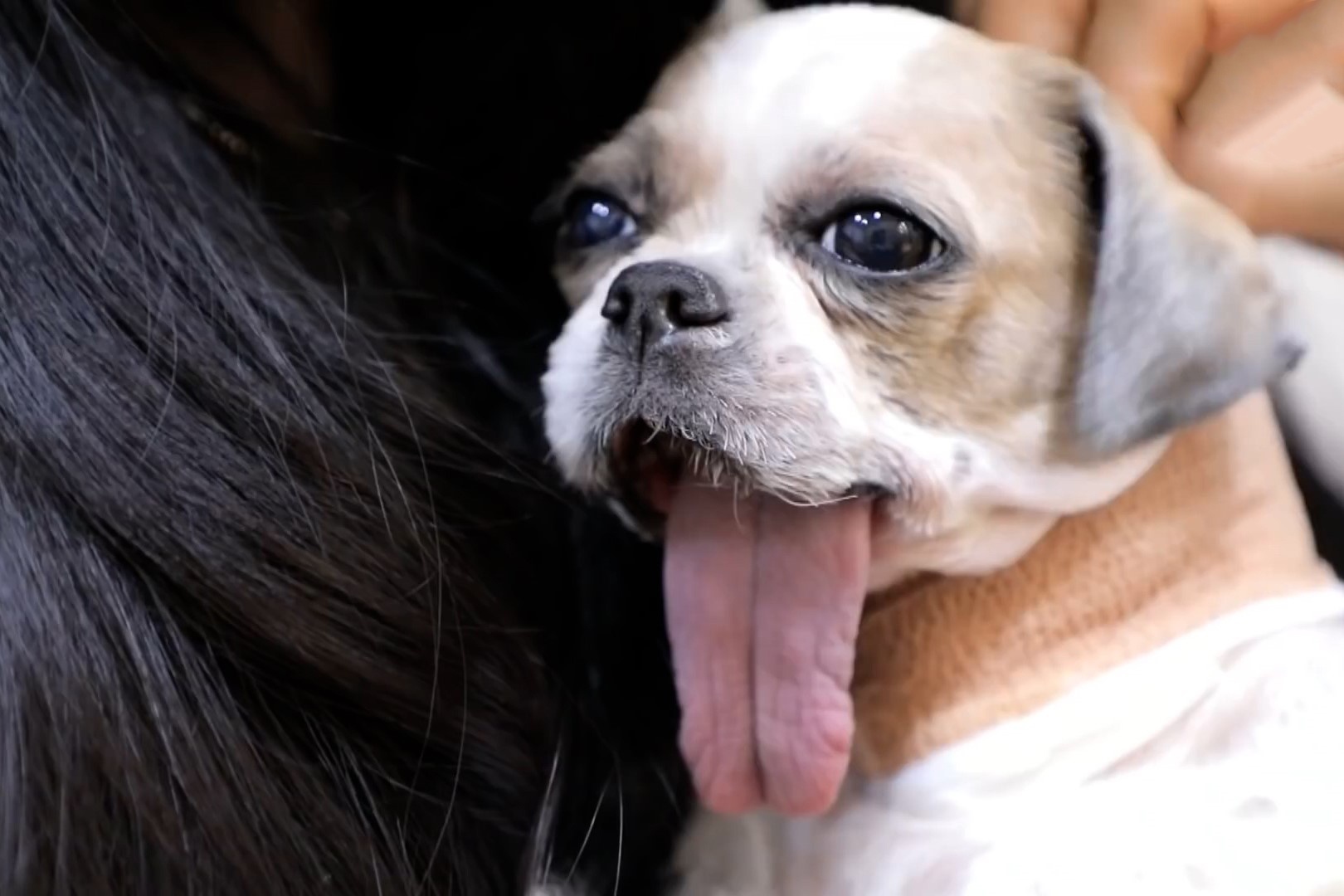 Dieu ky dieu voi chu cho bi ung thu mieng o Han Quoc hinh anh