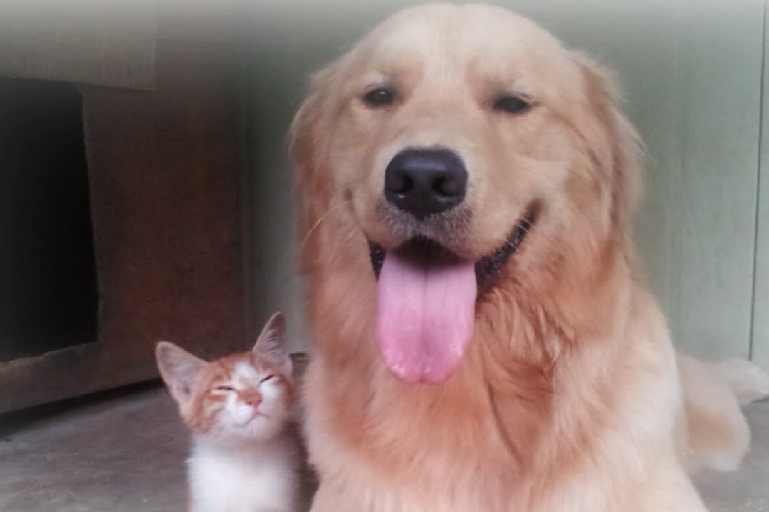 Meo con bi mat me duoc chu cho cham soc o Han Quoc hinh anh