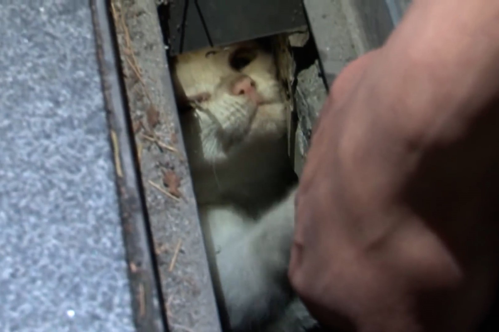 Giai cuu chu meo mac ket o ong cong hinh anh