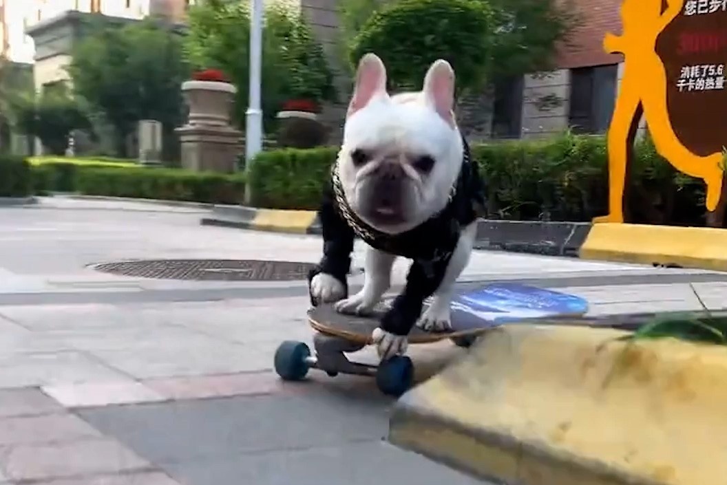 Chu cho Bull noi tieng voi ky nang truot van hinh anh