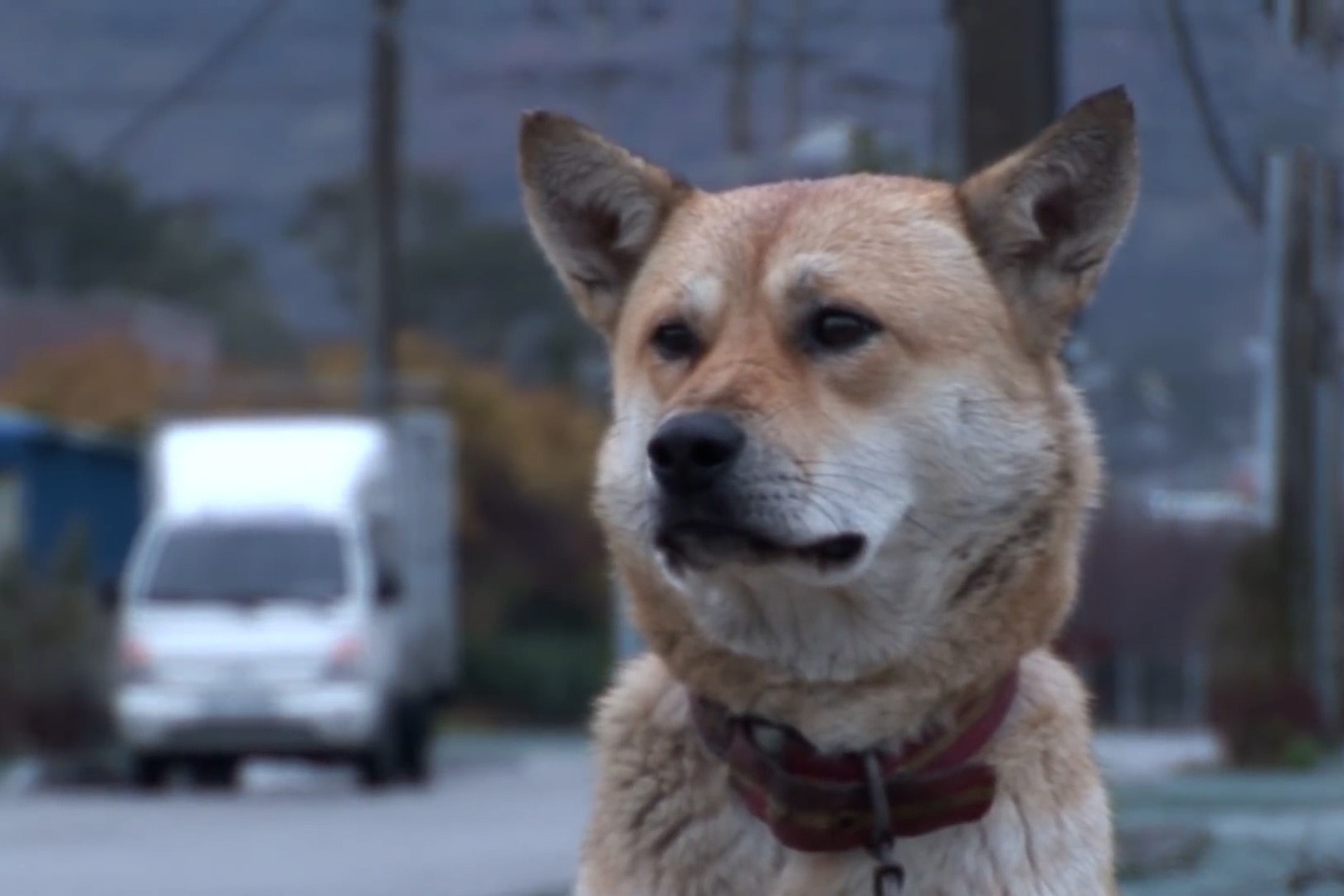 Chu cho ngoi doi ban doi da mat trong nhieu thang hinh anh