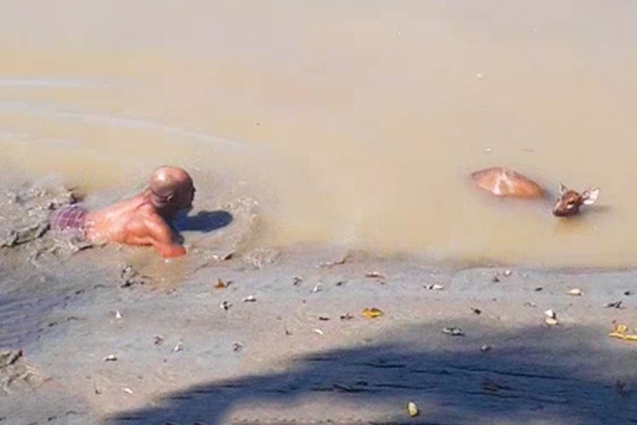 Nguoi dan ong cuu con huou bi mac ket trong dam lay hinh anh