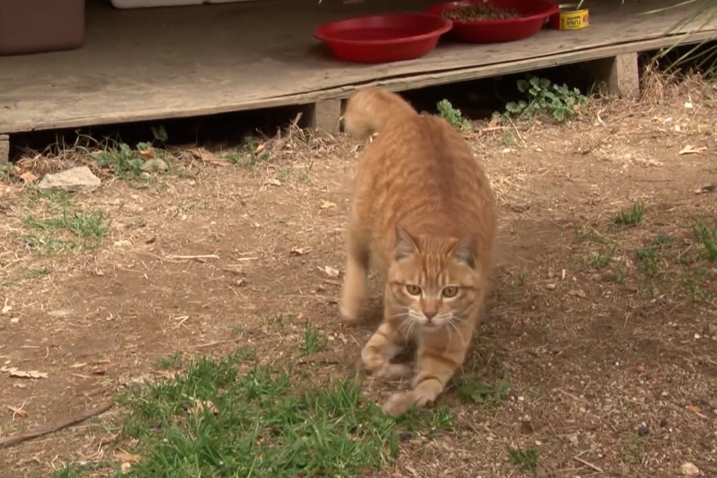 Chu meo bi veo chan duoc nguoi la cham soc hinh anh