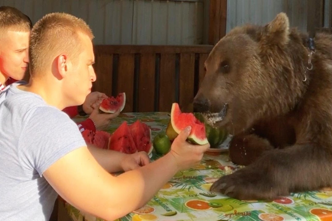 Hai nguoi dan ong Nga an dua hau cung gau hinh anh