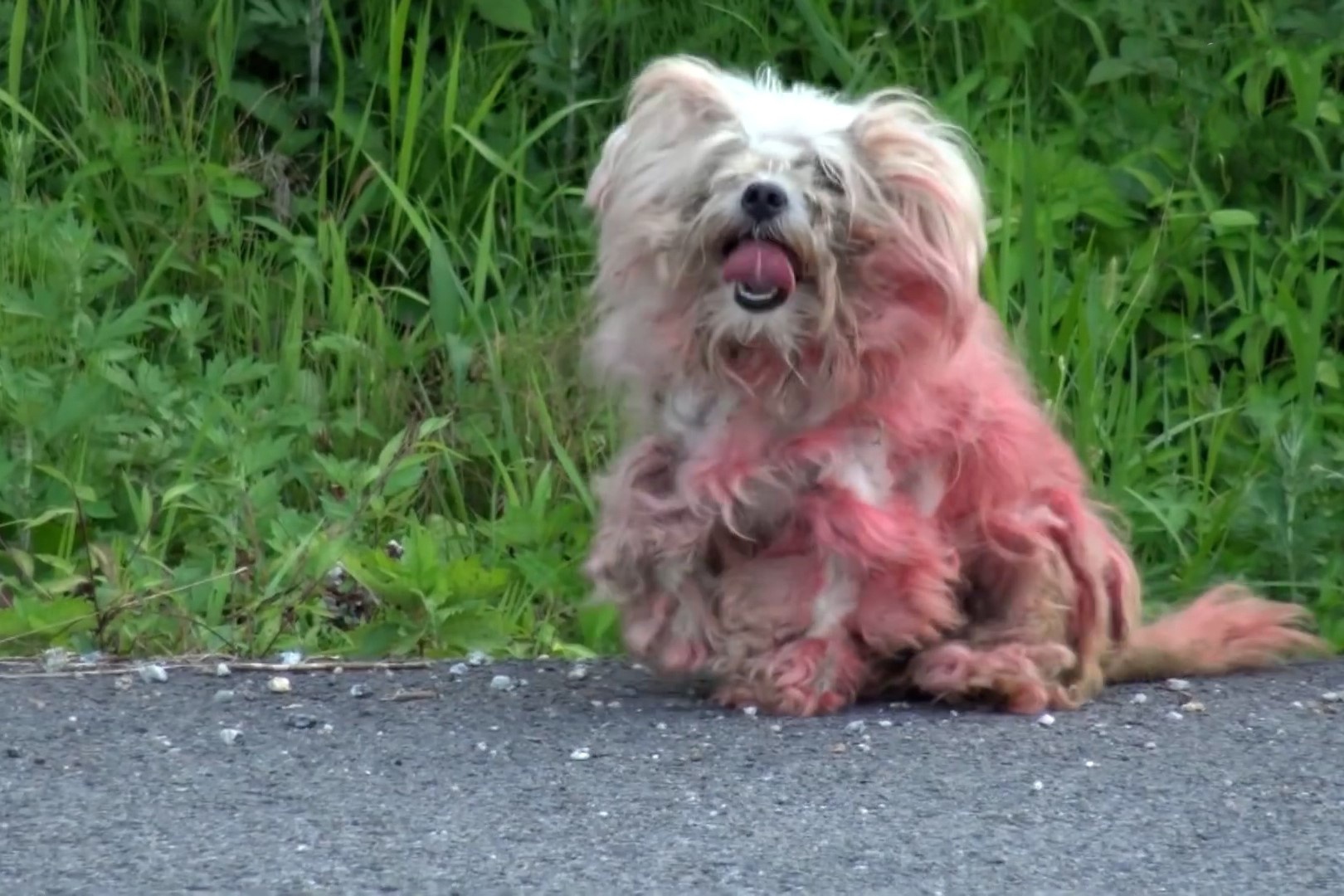 Chu cho ngoi doi chu nhieu thang voi co the bi thuong hinh anh