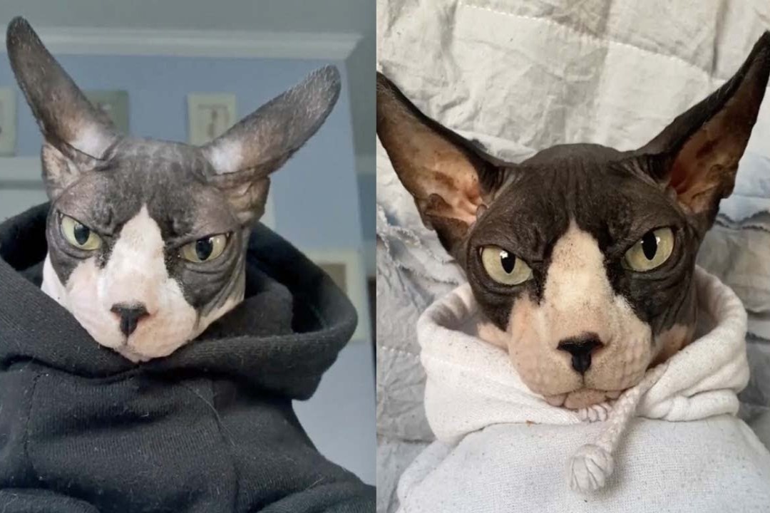 Con meo khong long noi tieng voi khuon mat cau co hinh anh