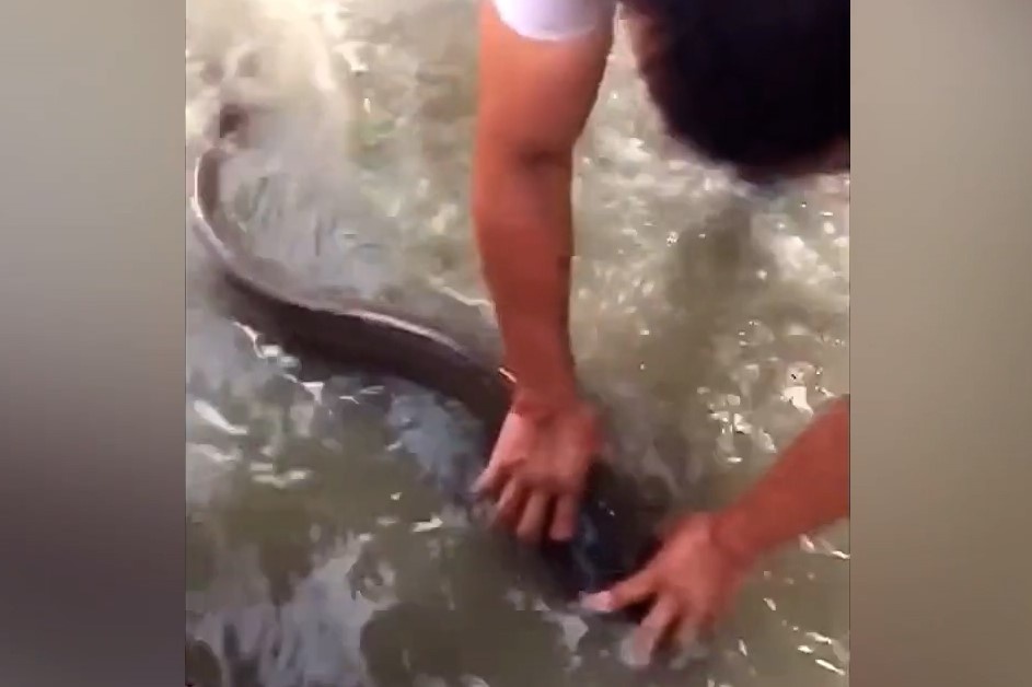 Ca boi loi giua duong pho ngap nuoc lu o Trung Quoc hinh anh