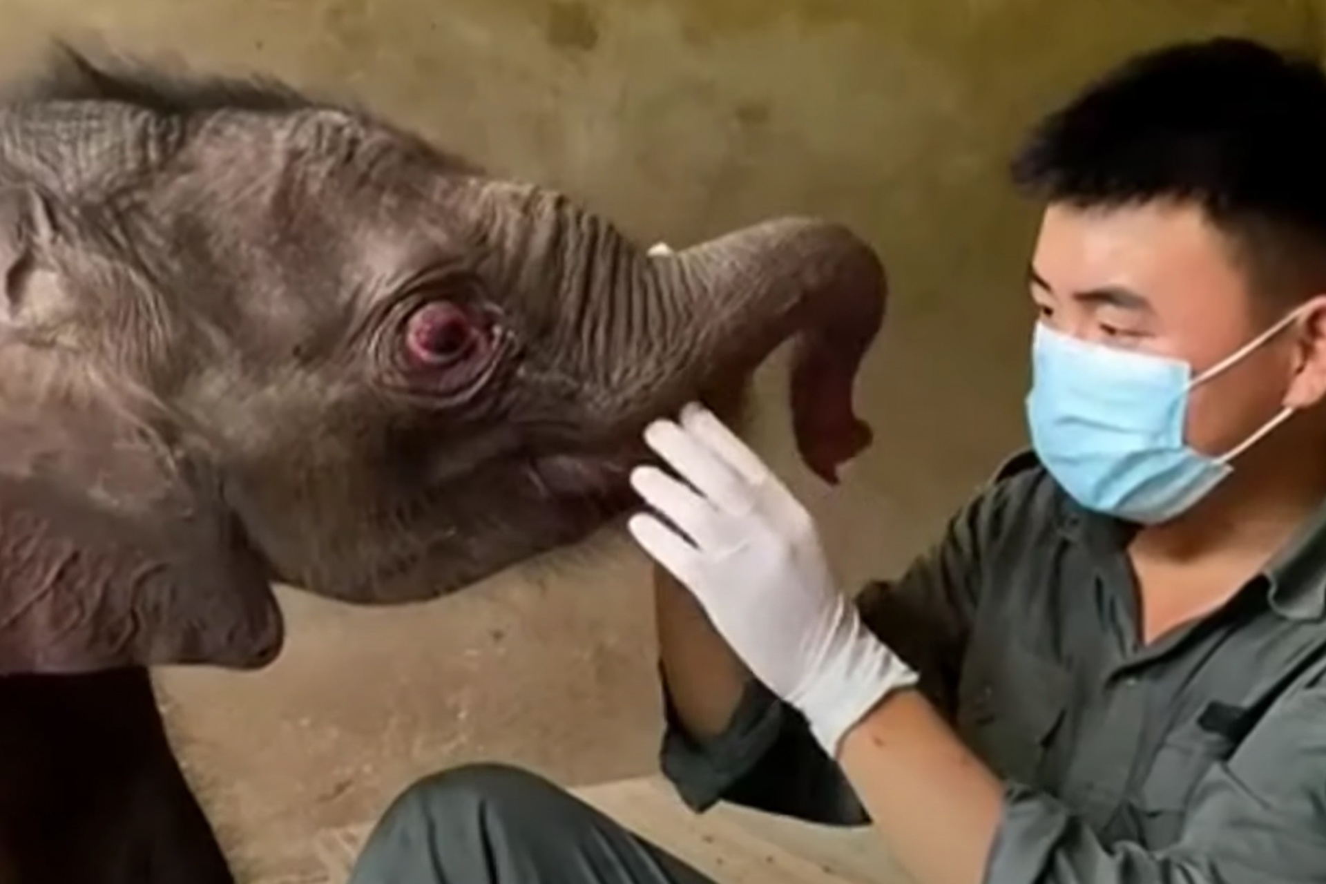 Giai cuu voi con 6 ngay tuoi bi bo roi hinh anh