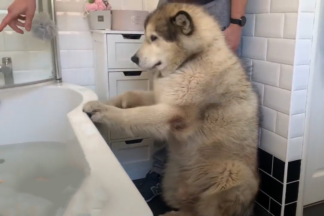 Chu cho nhat quyet khong chiu vao bon tam hinh anh