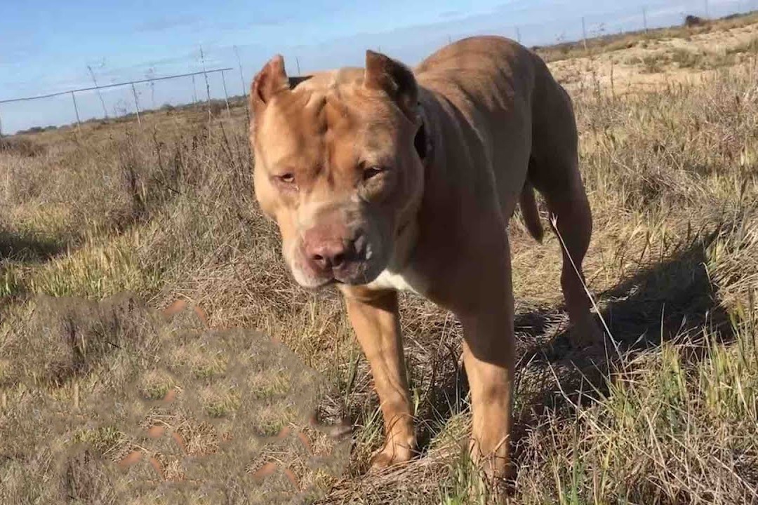 Cho Pitbull song mot minh tren duong pho hon 5 thang hinh anh