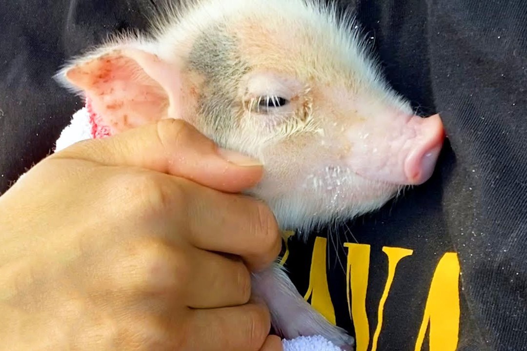 Co gai bat ngo tim thay lon con trong garage oto hinh anh