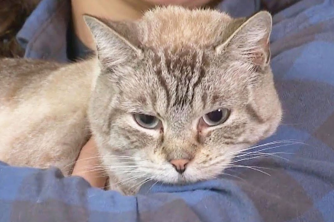 Chu meo duoc tim thay trong dong do nat vi lu lut o My hinh anh