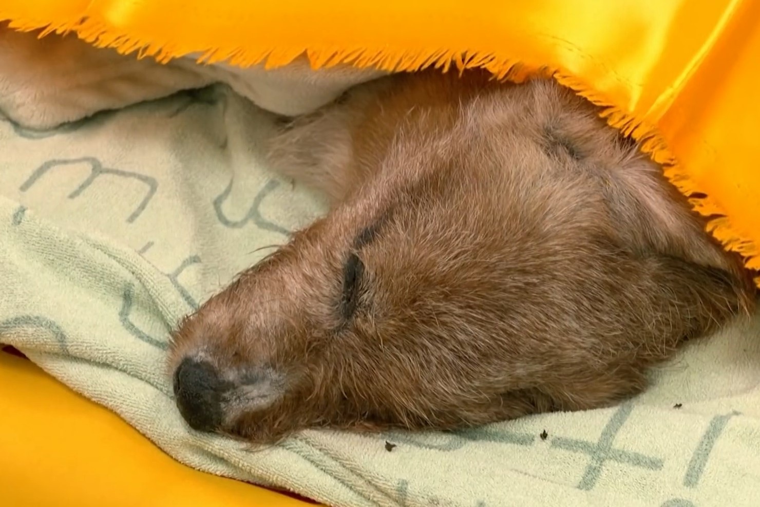 Nguoi dan ong Hong Kong lam le hoa tang cho cho hinh anh