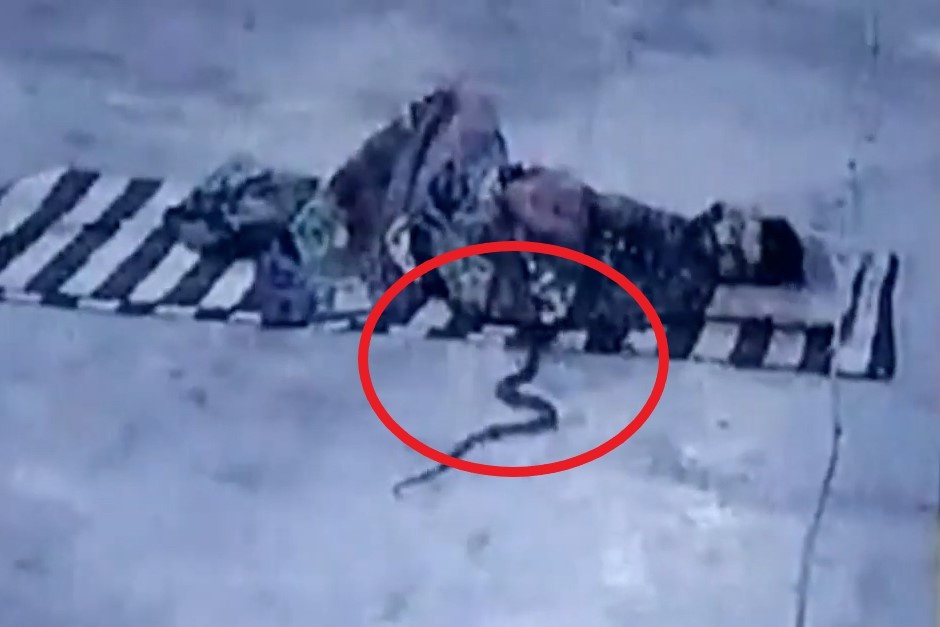 Ran chui vao chan, nguoi dan ong ngu say khong hay biet gi hinh anh