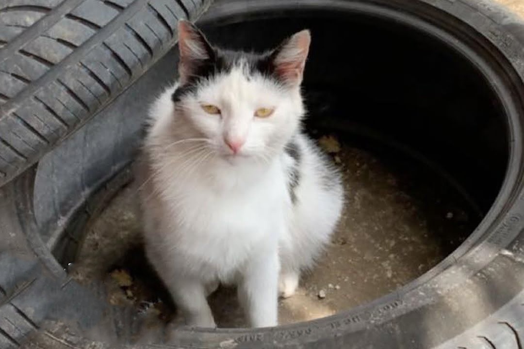 Chang trai nguoi Anh dung nha cho meo hoang hinh anh