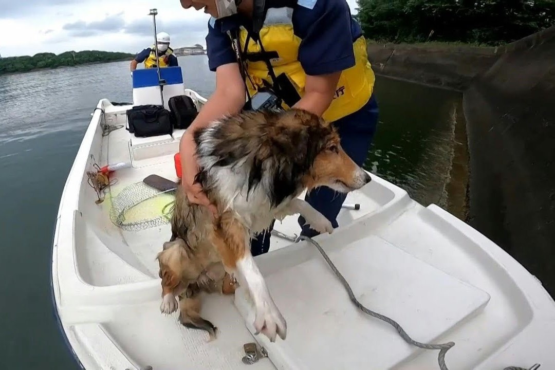 Canh sat bien Nhat Ban giai cuu chu cho mac ket tren song hinh anh