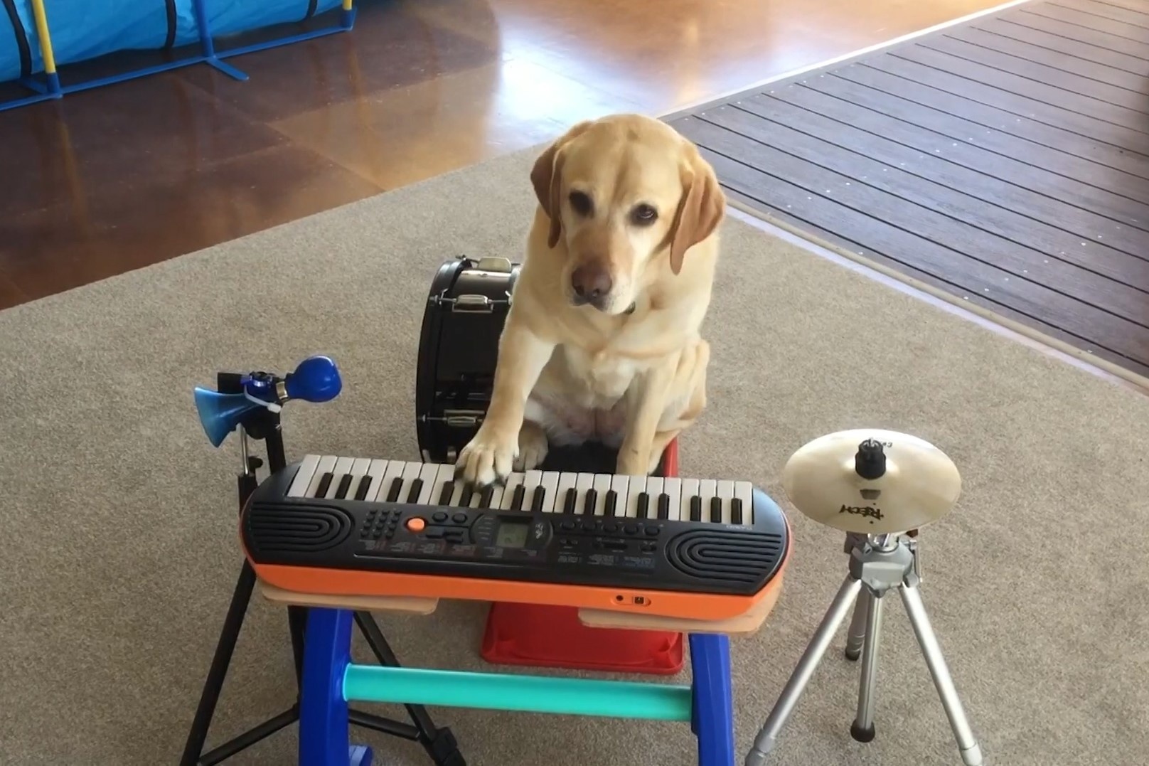 Chu cho 6 tuoi choi nhac cu dieu luyen hinh anh