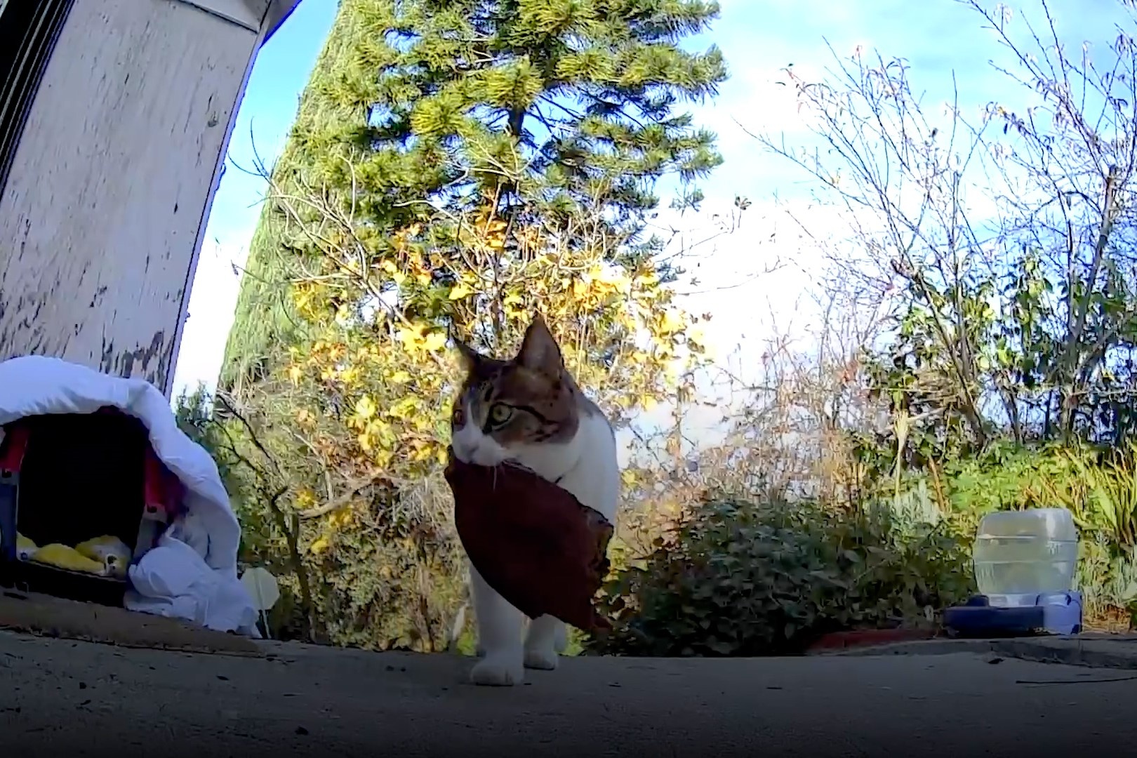 Con meo trom do cua nha hang xom ve cho chu hinh anh