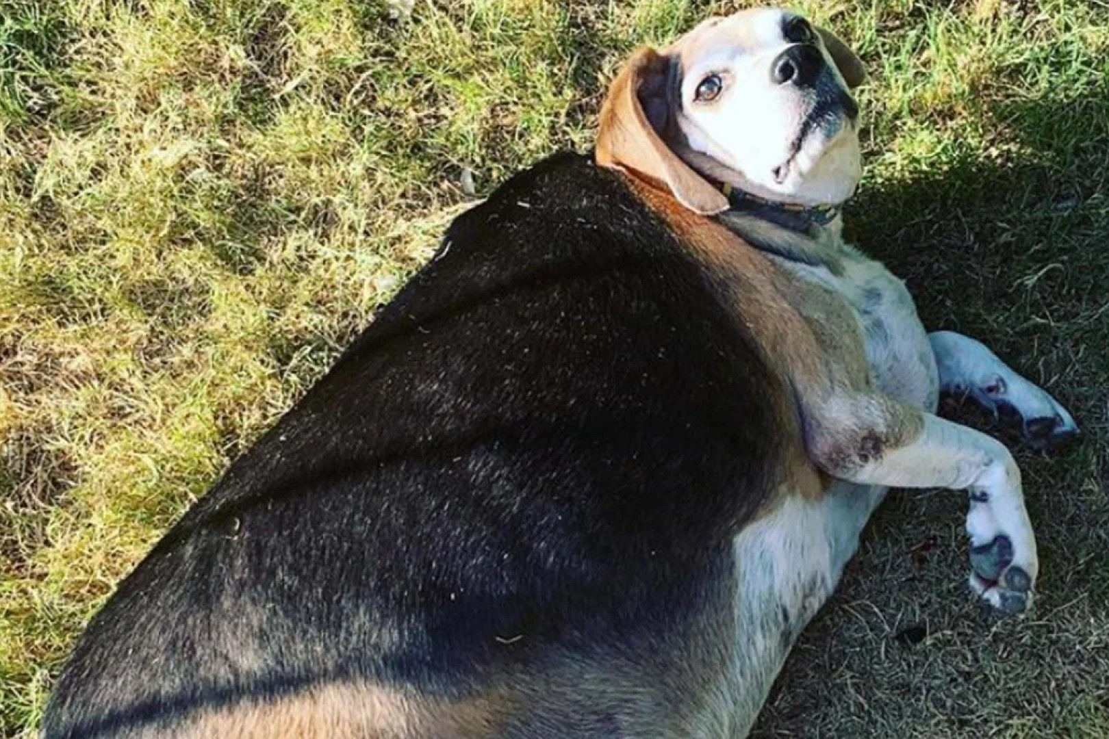 Hanh trinh giam can cua chu cho nang hon 40 kg hinh anh