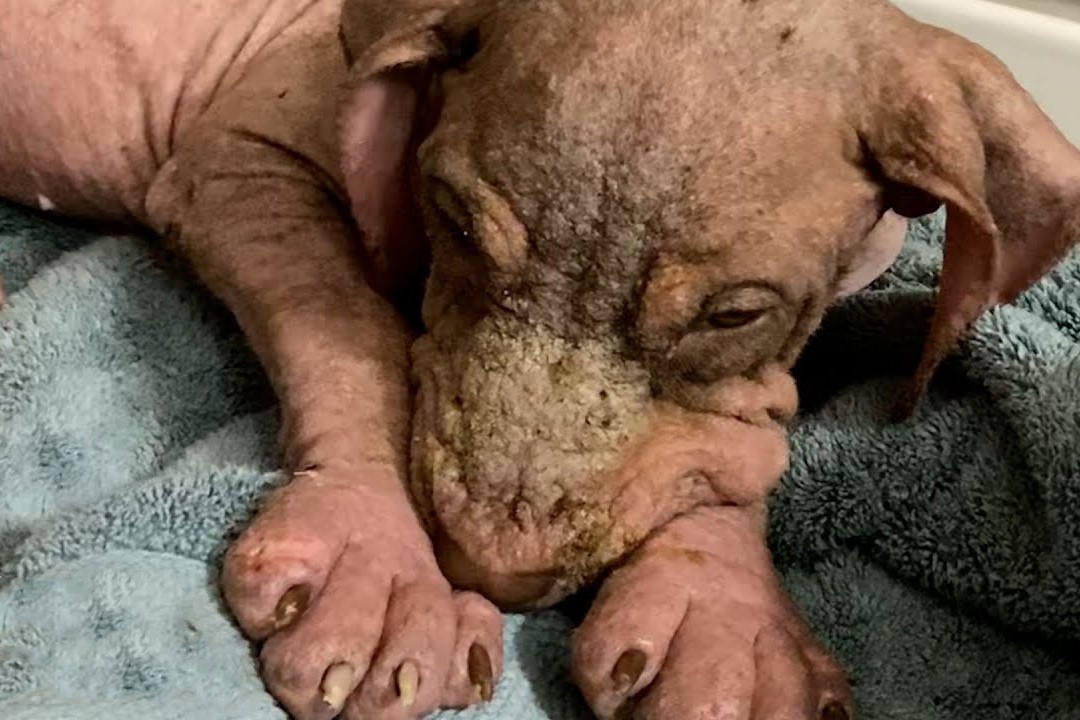 Chu cho khong ngung run ray vi so hai hinh anh