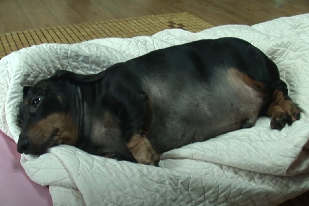 Chu cho bi tram cam truoc cai chet cua ban doi hinh anh