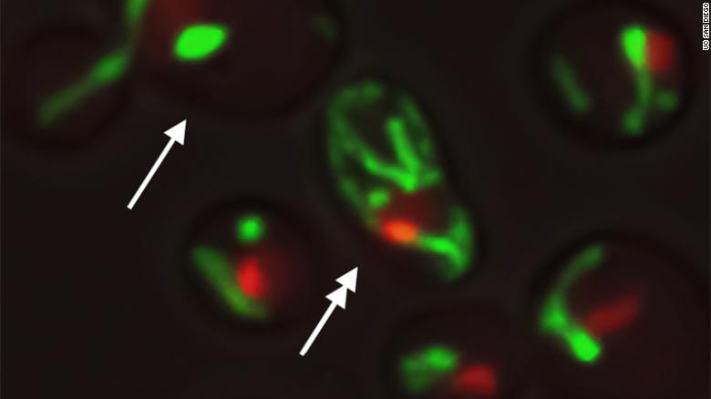 no luc ngan can lao hoa anh 1