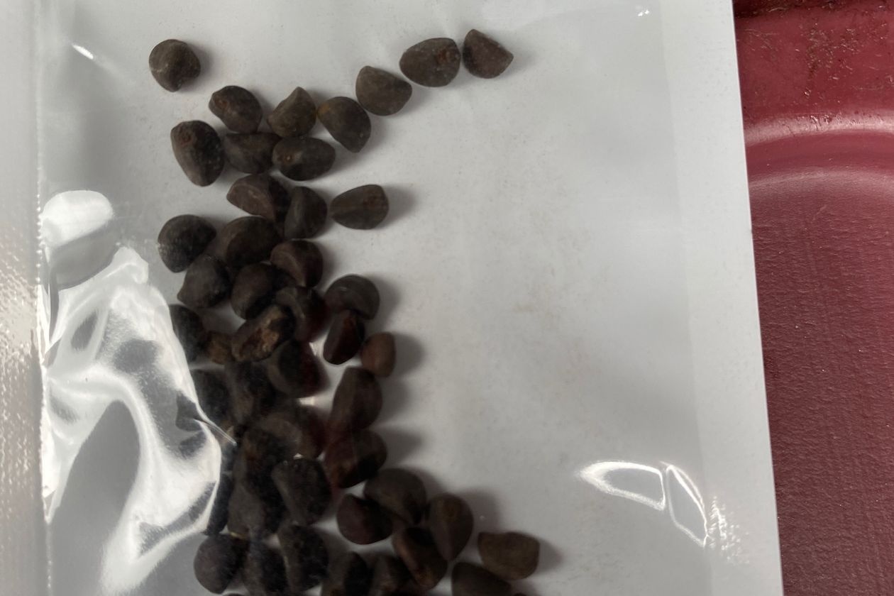 Vi sao hat giong bi an tu Trung Quoc gay ngo vuc o My? hinh anh