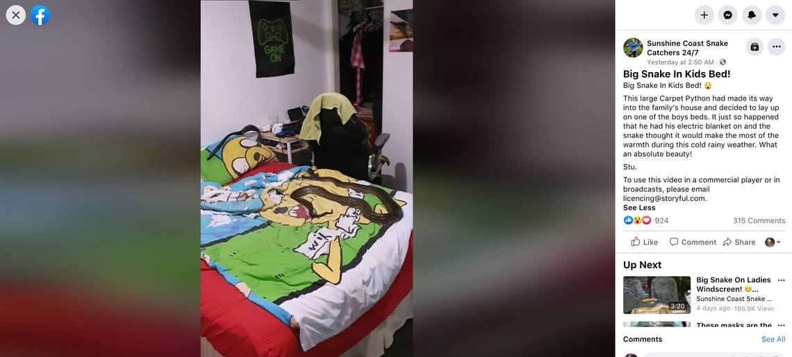 Phat hien con tran dai gan 2m tren giuong cua tre anh 1