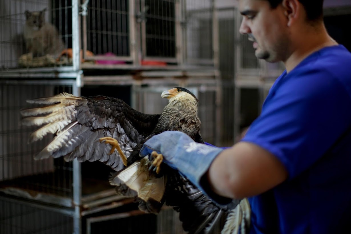 Dong vat o rung Amazon dang keu cuu anh 9