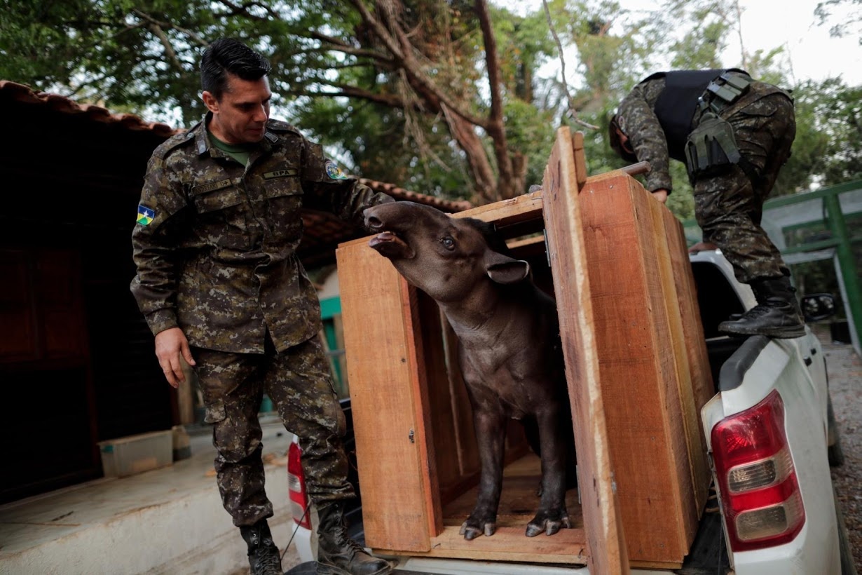 Dong vat o rung Amazon dang keu cuu anh 6