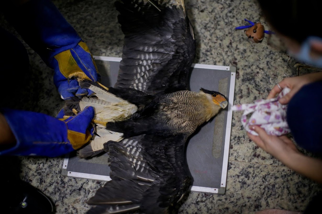 Dong vat o rung Amazon dang keu cuu anh 4