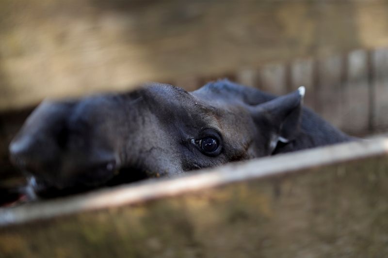 Dong vat o rung Amazon dang keu cuu anh 10