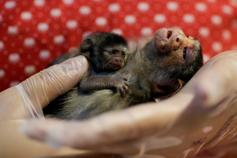 Dong vat o rung Amazon dang keu cuu hinh anh