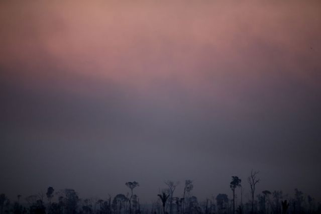 Dong vat o rung Amazon dang keu cuu anh 11