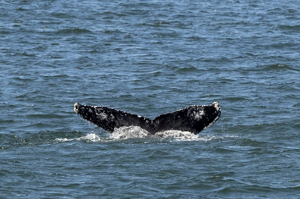 Ca voi lung gu do xo den New York de kiem an anh 2