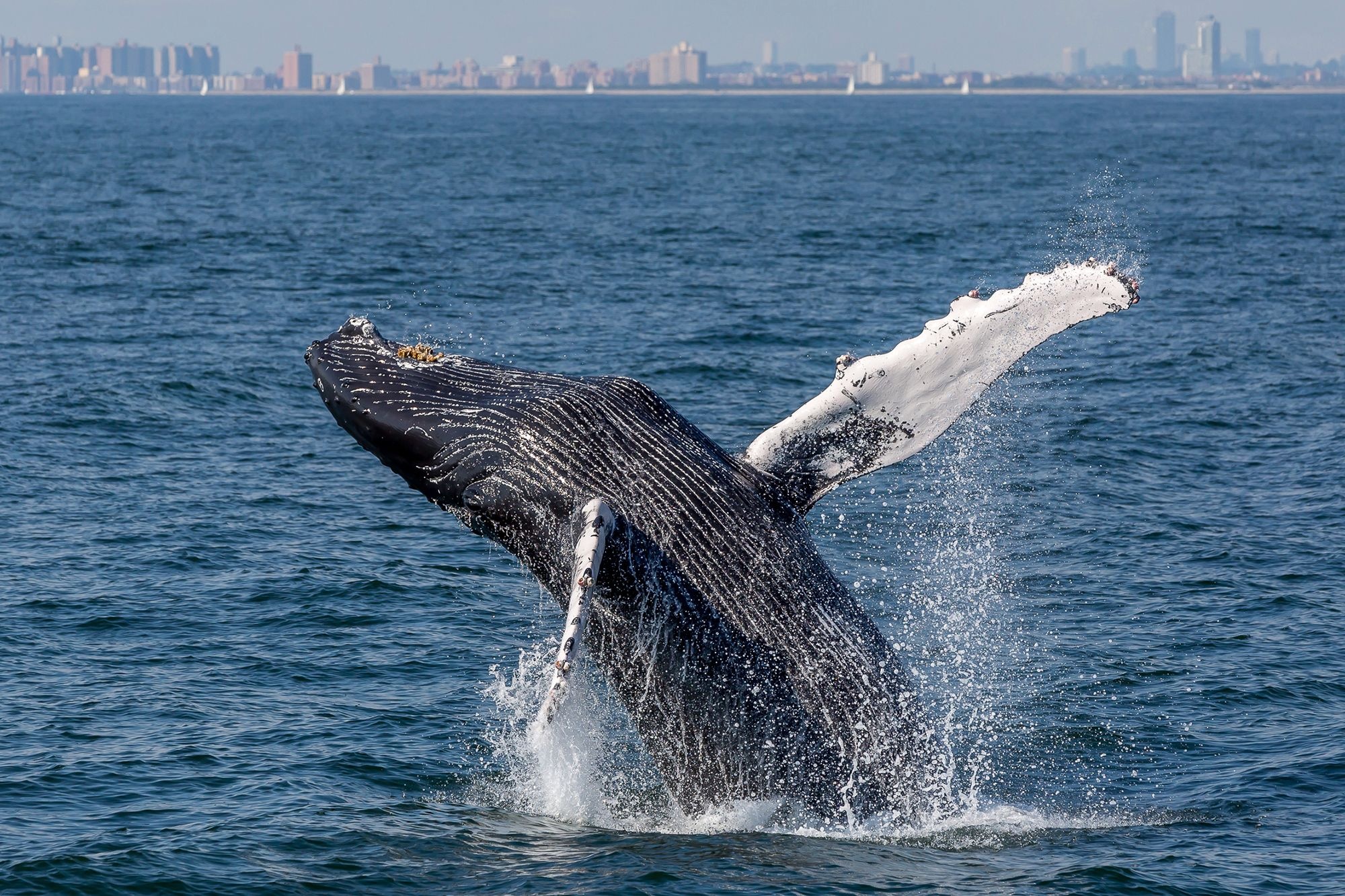 Ca voi lung gu keo den New York san moi hinh anh