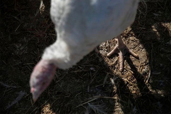 muc tieu thu ga tay se sut giam manh anh 2