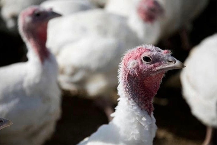 muc tieu thu ga tay se sut giam manh anh 4