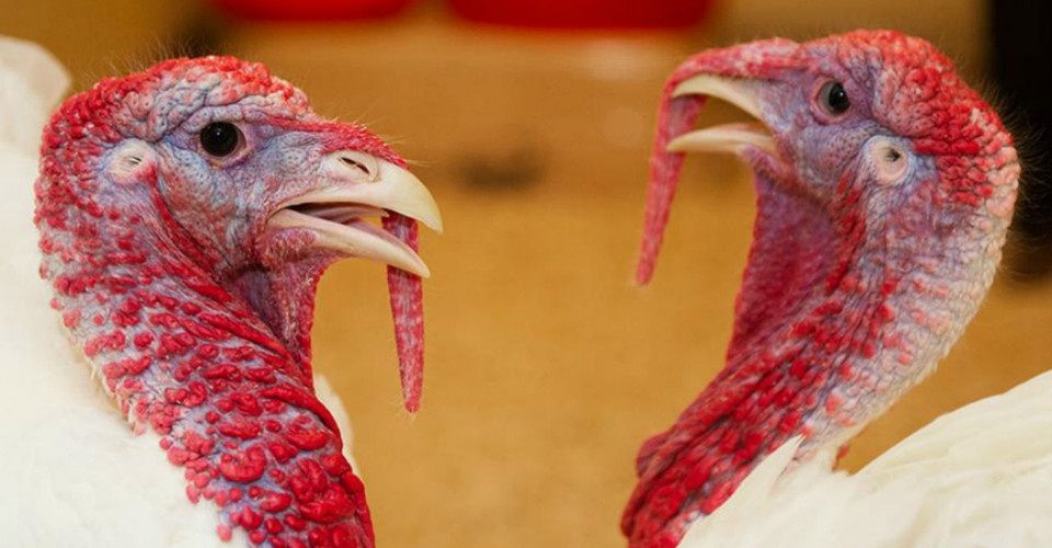 muc tieu thu ga tay se sut giam manh anh 6