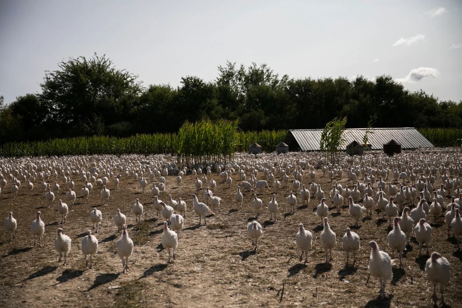 muc tieu thu ga tay se sut giam manh anh 3