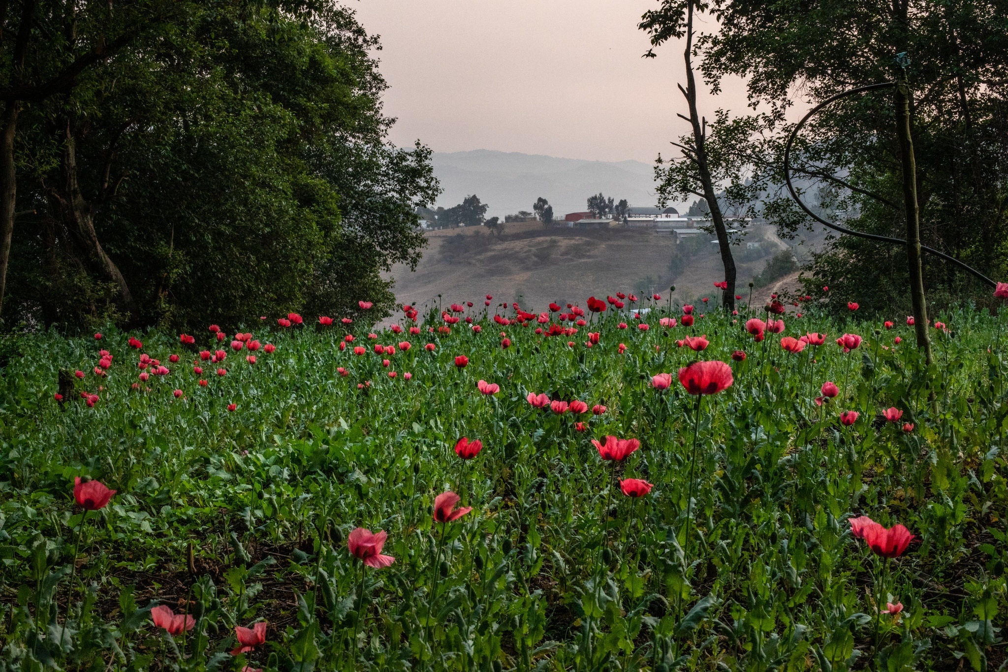 bang dang ma tuy tuyen quan bang TikTok anh 1
