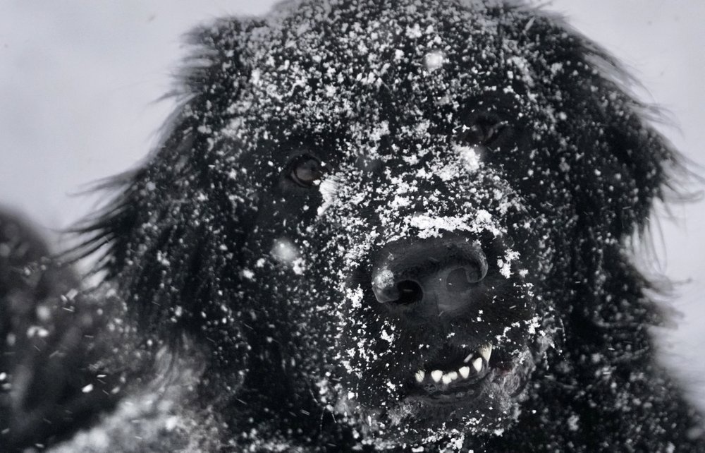 Bang New York bi nhan chim trong tran bao tuyet dau mua hinh anh