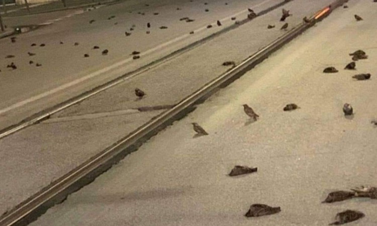 Hang tram con chim chet roi xuong dat sau dem ban phao hoa giao thua hinh anh