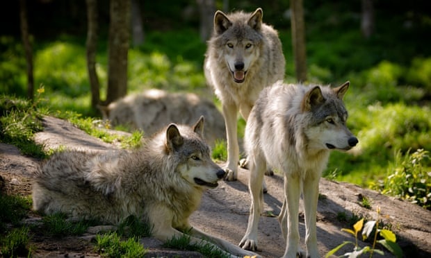 san bat soi xam anh 1